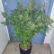Buddha Purple Kush Auto (Buddha Seeds) Cannabis-Samen zu verkaufen