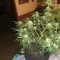 Gelato Auto Cannabis-Samen Kaufen