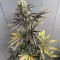 Grizzly Purple Kush (BlimBurn Seeds) Cannabis-Samen zu verkaufen