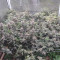 O.G. Kush Cannabis-Samen Kaufen