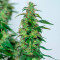 Purple Punch Auto Cannabis-Samen Kaufen