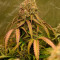 Monster Bruce Banner Cannabis-Samen Kaufen