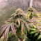 Cookies Gelato (RQS) Cannabis-Samen