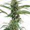 Original Auto BubbleGum (Fast Buds) Cannabis-Samen zu verkaufen
