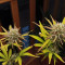 Kaufe Strawberry Pie Auto Samen feminisiert von Fast Buds