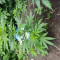 Mimosa Shot Cannabis-Samen Kaufen