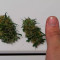 Shogun (RQS) Cannabis-Samen zu verkaufen