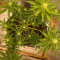 Critical Kush Cannabis-Samen Kaufen