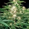 Biscotti Auto (Green House Seeds)