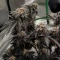Biscotti Auto (Green House Seeds)