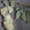 Buddha Magnum Auto (Buddha Seeds) Cannabis-Samen