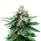Cherry Cola Auto (Barney's Farm)