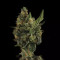 Cherry Grapefruit (Kera Seeds) Cannabis-Samen