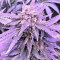 Gorilla Auto (GG#4 Original Glue Auto) (Expert Seeds) Cannabis-Samen