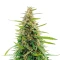 Gorilla Fast (00 Seeds)