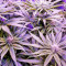 Grandaddy Black (Original Sensible Seeds) Cannabis-Samen