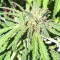 Grandaddy Purple (Big Head Seeds) Cannabis-Samen