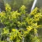 Mimosa Automatic feminisierte Samen (Royal Queen Seeds)