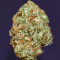 Mimosa Shot feminisierte Samen (Herbies Seeds)