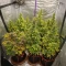 Oreoz (00 Seeds)