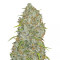 Original Auto Jack Herer (Fast Buds) Cannabis-Samen
