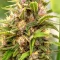 Purple Stilton Auto (Auto Seeds) Cannabis-Samen