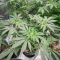 Sangria Poison Autoflower feminisierte Samen (Seedkeepers)