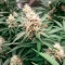Silver Surfer Haze (BlimBurn Seeds) Cannabis-Samen