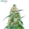 Starter Bundle #1: 3x3 seeds (Mixed)