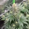 Super Boof feminisierte Samen (Barney's Farm)