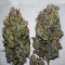 THC Bomb Auto (Bomb Seeds) Cannabis-Samen