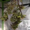 Trop Cherry (Original Sensible Seeds)