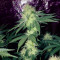 Atomic (Bomb Seeds) Cannabis-Samen
