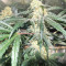 Mix Pack Feminized (Seedstockers) Cannabis-Samen