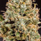 Chem Berry D regular (Dark Horse Genetics) Cannabis-Samen