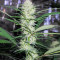 Congo (Ace Seeds)