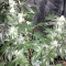 Cookies and Cream Strain