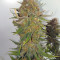 Criminal+ (Ripper Seeds) Cannabis-Samen