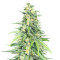 Dozy Cookies feminisierte Samen (AlphaFem Seeds)