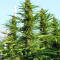 Early Bubba Hash (Ace Seeds) Cannabis-Samen