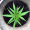 Five-O (Blackskull Seeds) Cannabis-Samen