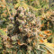 Gorilla Bomb (Bomb Seeds) Cannabis-Samen