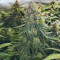 Girl Scout Cookies Auto (Garden Of Green) Cannabis-Samen