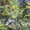 Gorilla Bomb (Bomb Seeds) Cannabis-Samen