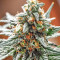 King's Banner regular (Dark Horse Genetics) Cannabis-Samen