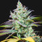 Pennywise regular (TGA Subcool Seeds / SubCool’s The Dank) Cannabis-Samen