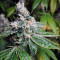 Ripper badazz (Ripper Seeds) Cannabis-Samen