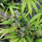 Sapphire Scout (Humboldt Seeds Organization) Cannabis-Samen