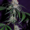 Super Lemon Haze x Banana Punch (GHS) Cannabis-Samen