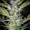 U - Pink Kush (Dr. Underground) Cannabis-Samen
